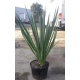 YUCCA JUKA PALMA DUŻA ROŚLINA Z POLSKIEJ PRODUKCJI 80 / 100 cm